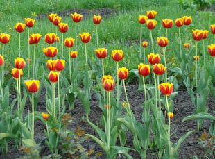 close up photo of yellow-and-red petaled flowers