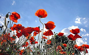 red flowers under blue sky