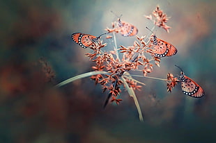 pink butterflies, butterfly, nature, depth of field, insect HD wallpaper