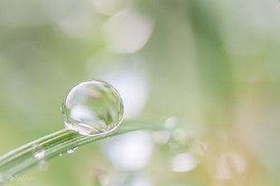 dewdrop on a leaf selective focus photography HD wallpaper