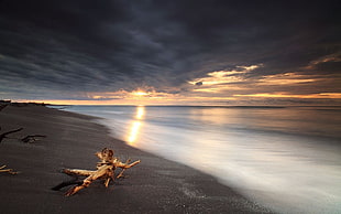 brown driftwood, nature, landscape, beach, sunset HD wallpaper