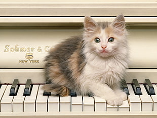 Calico cat on piano