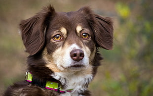 adult black and brown Border Collie on focus photo