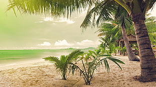 green coconut palm tree HD wallpaper