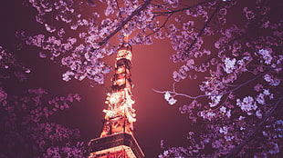 Tokyo Tower, Japan, Tokyo Tower, Hanami HD wallpaper