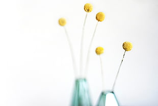 five yellow ball flowers in shallow depth of field photography