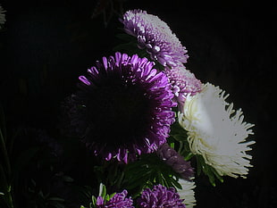 purple and white Carnation flowers