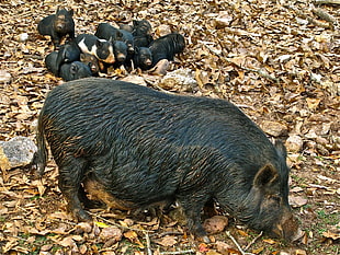 black wild boar on ground with dried leaves