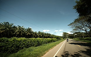 palm tree, nature, road, palm trees HD wallpaper