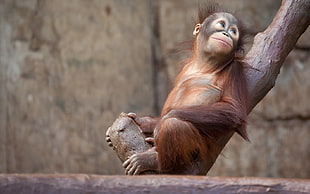 brown orangutan, apes, animals