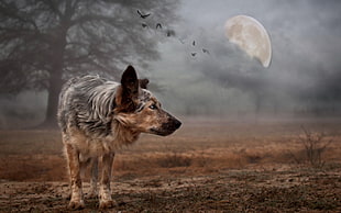 selective focus photography of dog with moon background and silhouette of tree