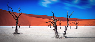 landscape photography of brown withered tree surrounded by sand dunes under by cirrus clouds