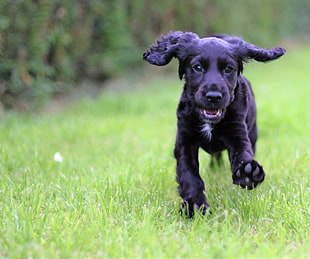 selective photography of black English Cocker Spaniel puppy running on grass field during daytime close-up photo