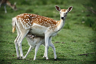brown and white mother deer and baby deer photography