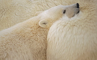Polar bear cub HD wallpaper