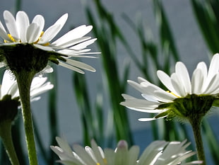 low angle photo of daisy flowers
