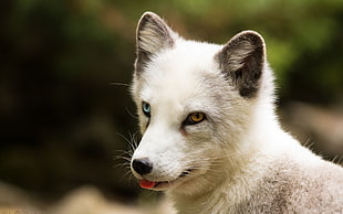 siberian kusky puppy, animals, arctic fox, fox HD wallpaper