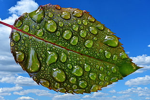 close up photo of green leaf with water dews