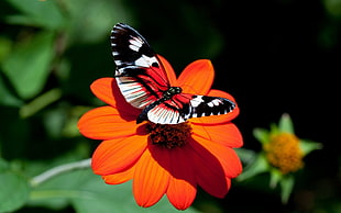 red and black butterfly hopped on orange petaled flower in closeup photo