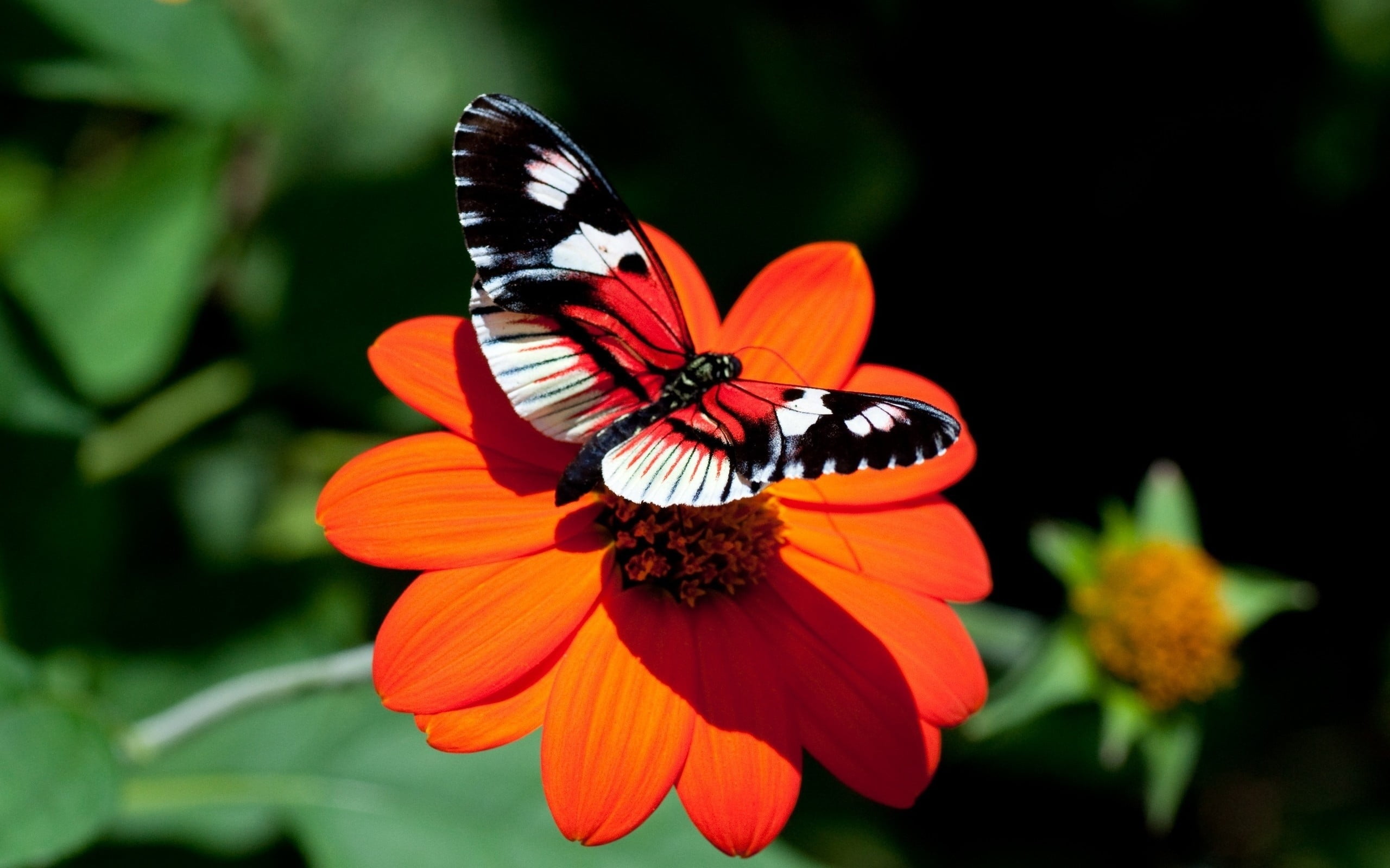 red and black butterfly hopped on orange petaled flower in closeup photo
