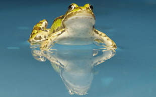 white and green frog in white body of water