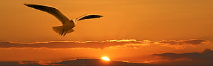 bird on the sunset HD wallpaper