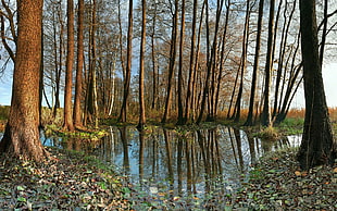 tall trees in front of body of water during daytime