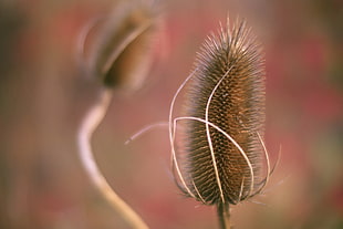 brown flower, ich HD wallpaper