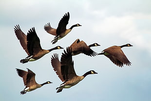 flock of Canadian Geese flying HD wallpaper