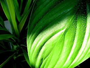 macro photography of water drops on leaf