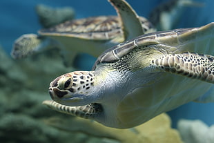 sea turtle swimming under the sea, tortuga HD wallpaper
