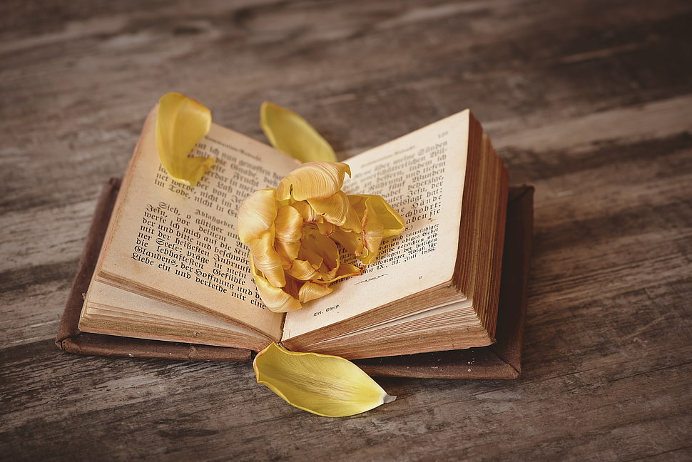 yellow petaled flower on top of bible HD wallpaper