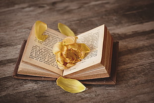 yellow petaled flower on top of bible