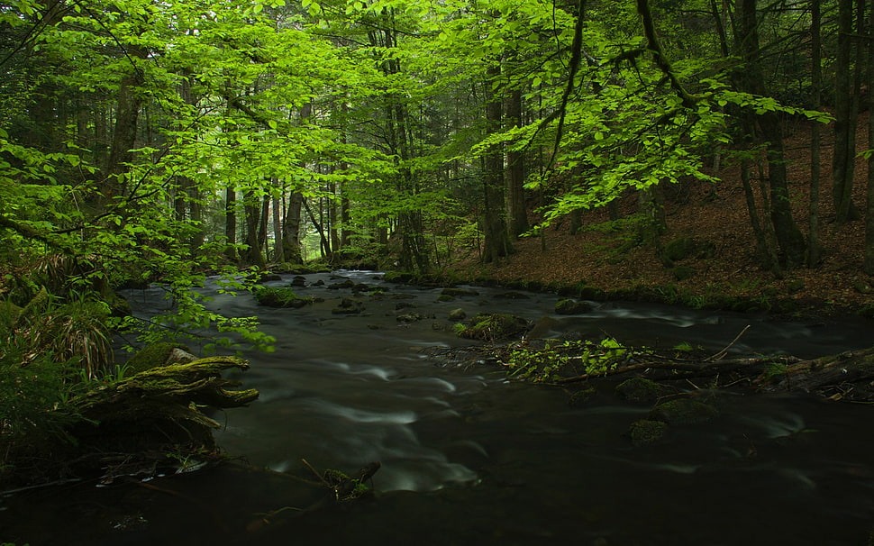 green trees, trees, river HD wallpaper