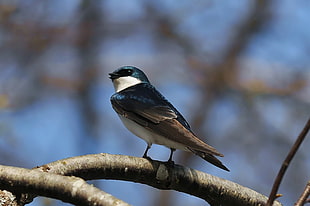 blue and brown bird on branch at daytime, tree swallow