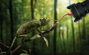 chameleon on branch and DSLR camera lens at the forest during day