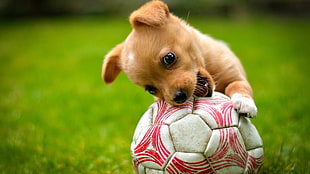 brown puppy, puppies, ball, dog, animals HD wallpaper