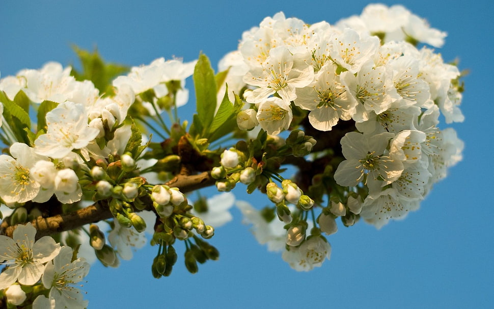 white flowers with green leaves and buds HD wallpaper