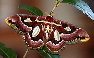 close-up photography of Cecropia moth on green leaf plant