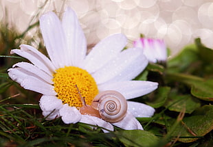 white Daisy flower during daytime HD wallpaper