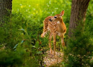 brown deer, nature, animals, deer, mammals HD wallpaper