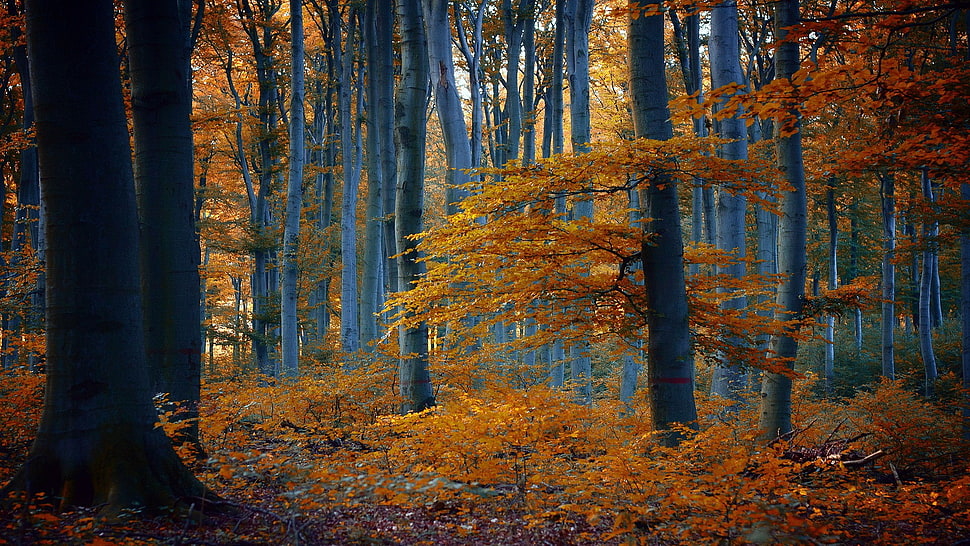 nature, trees, forest, fall HD wallpaper