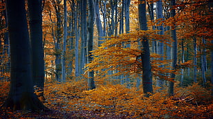 nature, trees, forest, fall
