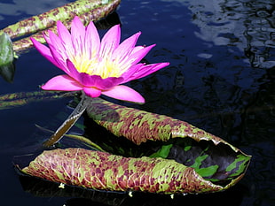 purple lily on body of water