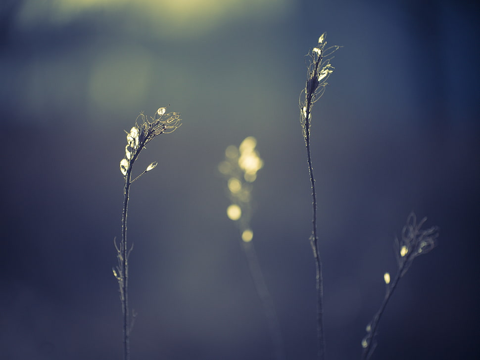 macro shot of grass HD wallpaper