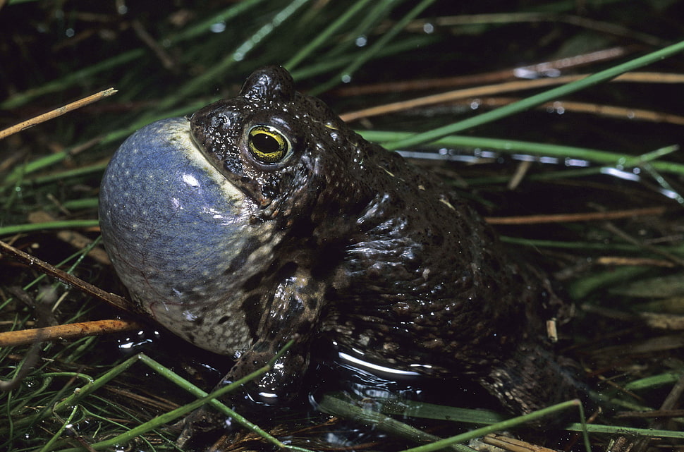 black toad on grass HD wallpaper