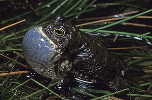 black toad on grass