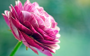close-up photography of pink peony