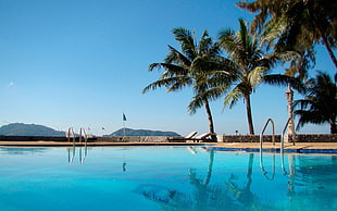 swimming pool beside coconut trees HD wallpaper