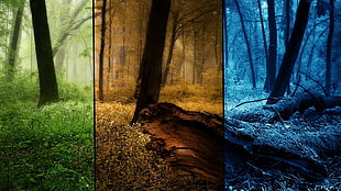 art photography of spring, autumn, and winter